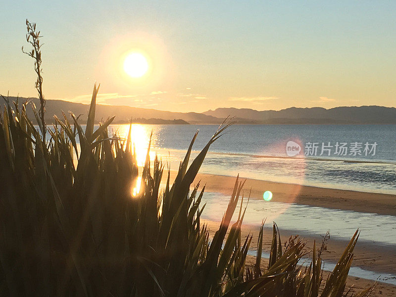 New Zealand / Aotearoa by Sunset;黄昏的Harakeke (Phormium)